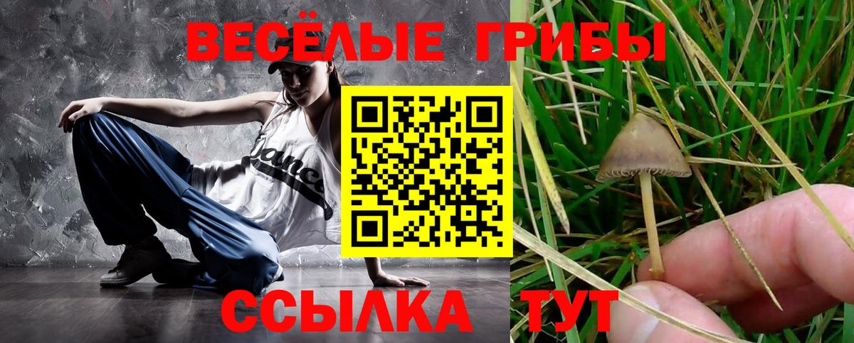 купить   Псилоцибиновые грибы прущие грибы  Вход с VPN  Пятигорск 